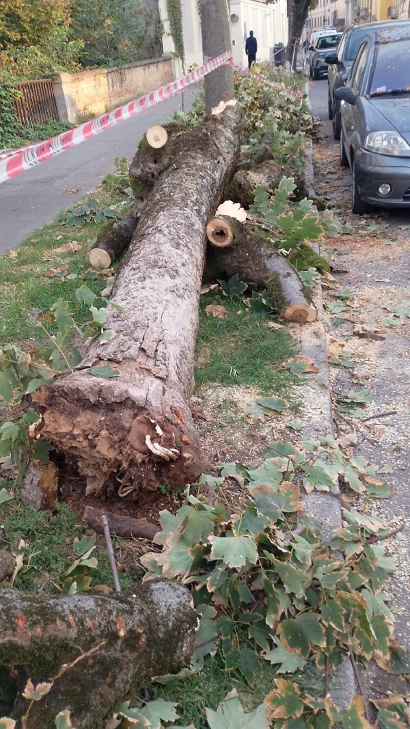 Crema - Albero cade su un'aiuola